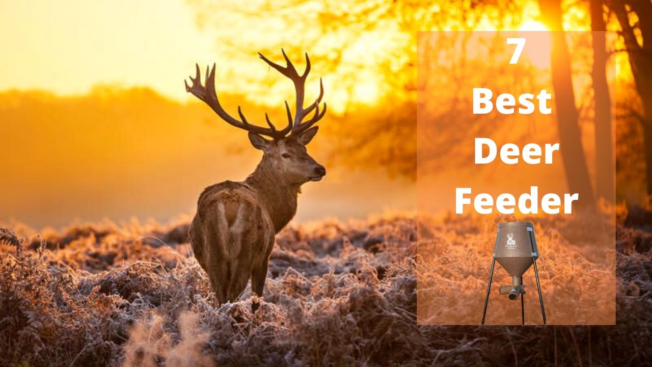 The 7 Best Deer Feeder Top Picks with Buying Guide