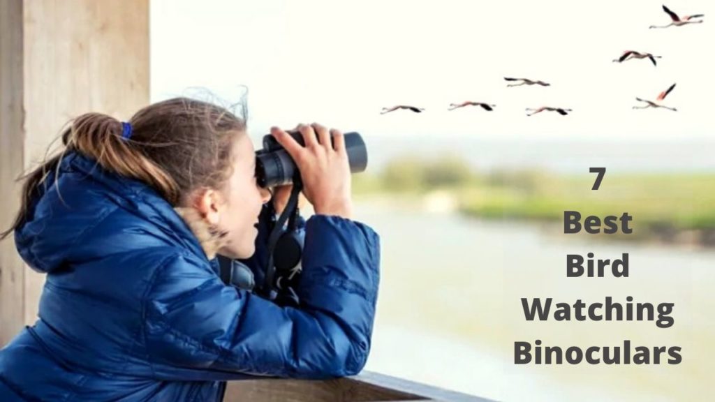 Best Binoculars Of Bird Watching